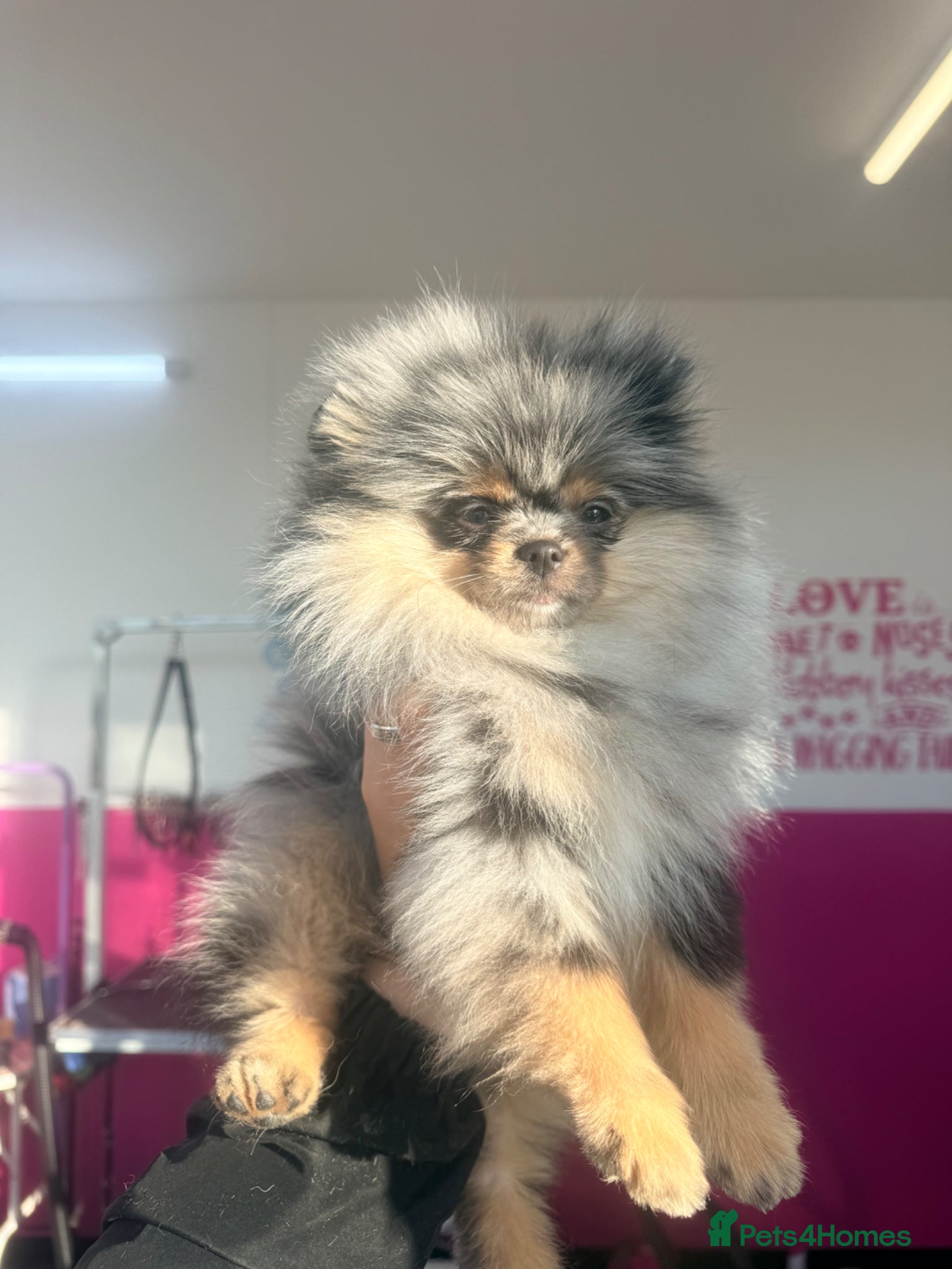 Pomeranian dogs Beautiful teddy face Merle & black& tan  - Advert 2