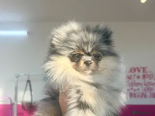 Pomeranian dogs Beautiful teddy face Merle & black& tan - Advert 5