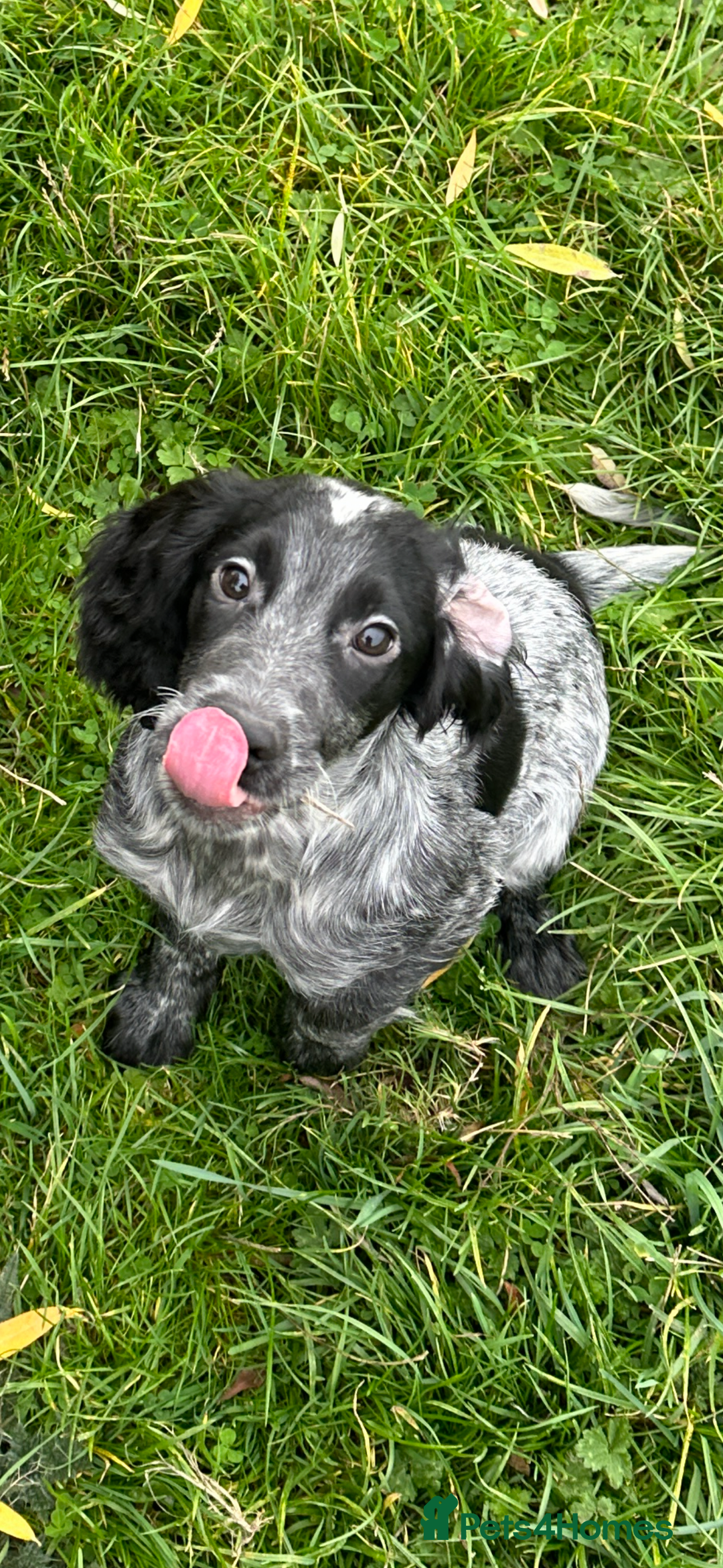 Cocker Spaniel dogs for sale: Working cocker spaniel puppies  - Image 8