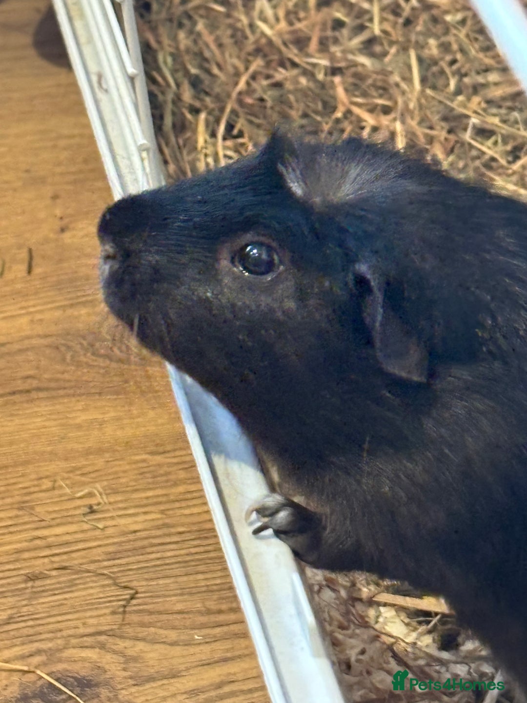 Guinea Pig rodents for sale: Guinea pigs - Advert 6