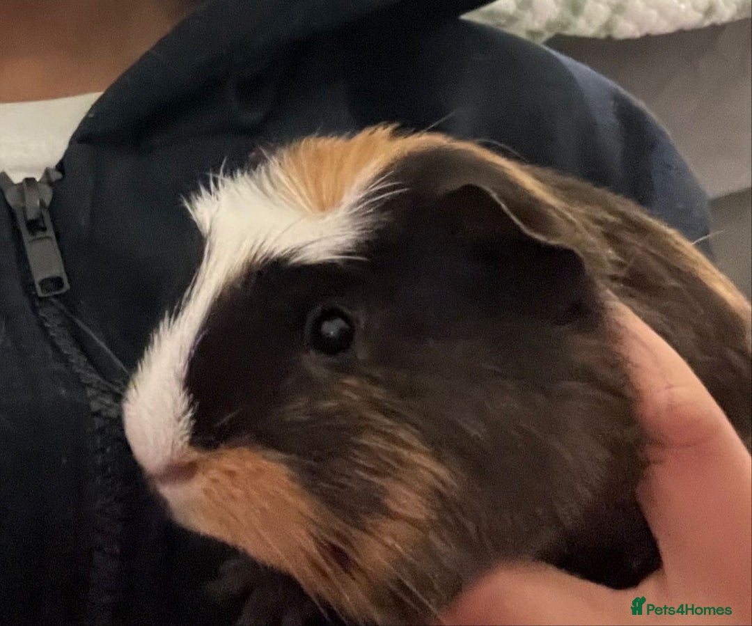 Guinea Pig rodents for sale: 2 friendly gorgeous male Guineas  - Image 3
