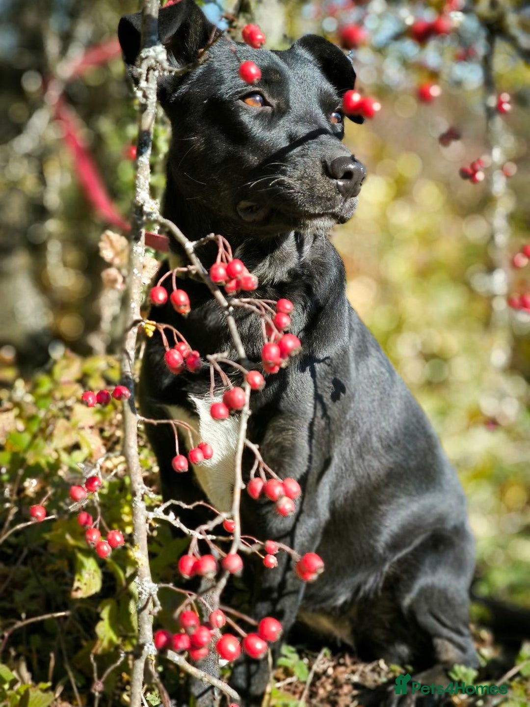 Mixed Breed dogs for adoption: 💖🐶 BLACKY 🐶💖 - Advert 23