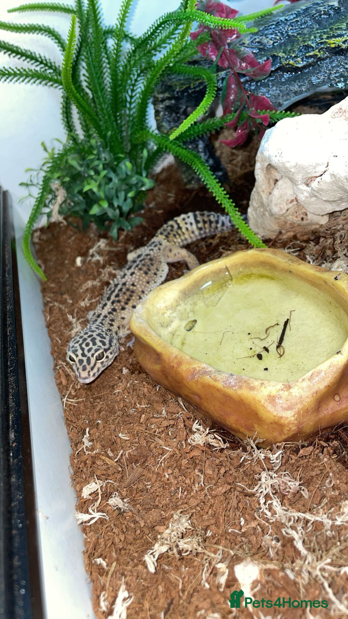 Gecko reptiles Gecko  - Advert 1