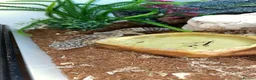 Gecko reptiles for sale: Gecko  in Stockport - Advert 1