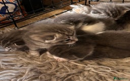 British Longhair cats for sale: British blue cross ragdoll kittens - Image 9