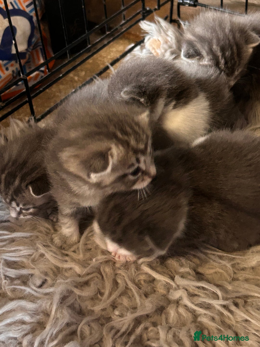 British Longhair cats for sale: British blue cross ragdoll kittens - Image 9