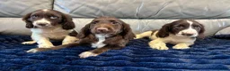 Cocker Spaniel dogs for sale: Cocker spaniel puppies ready now  - Advert 1