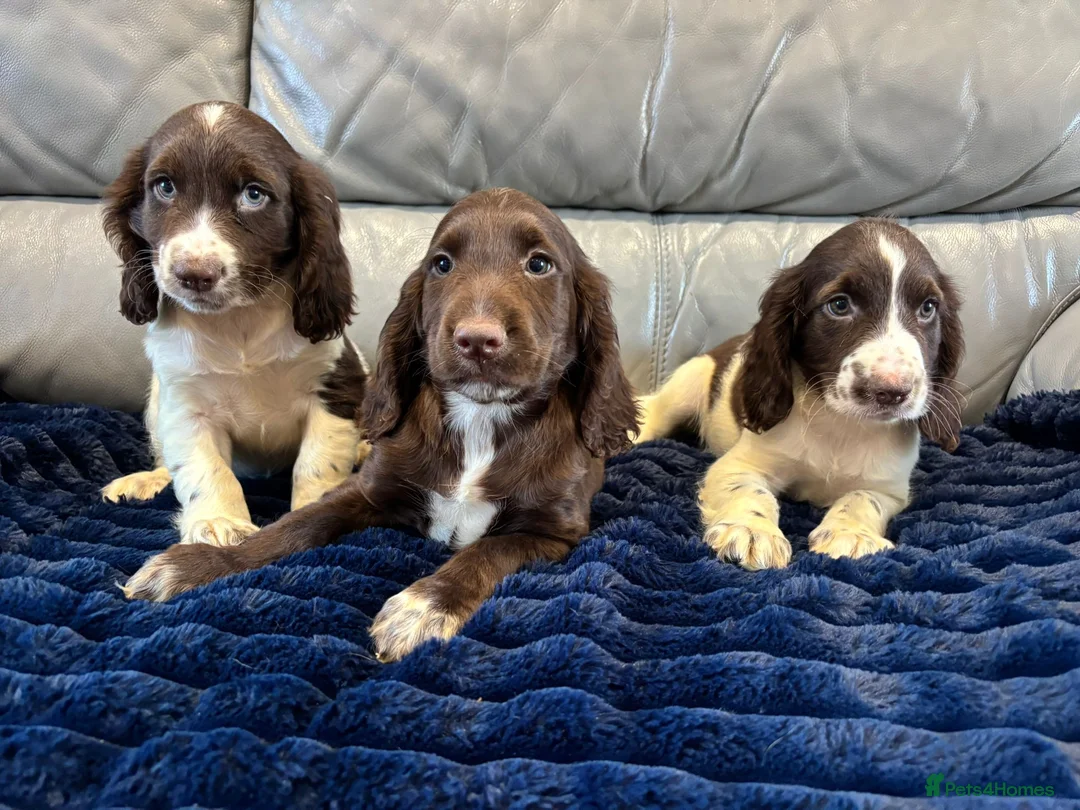 Cocker Spaniel dogs for sale: Cocker spaniel puppies ready now  - Advert 1