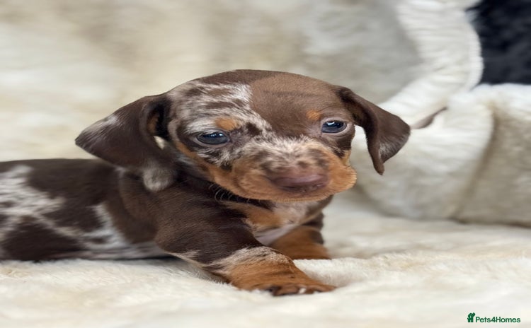 Miniature Dachshund dogs - Advert 1