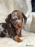 Miniature Dachshund dogs - Advert 3
