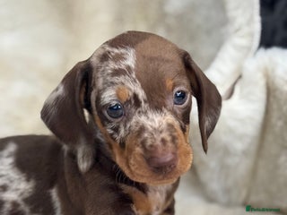 Miniature Dachshund dogs - Advert 3