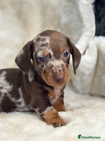 Miniature Dachshund dogs - Advert 1
