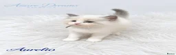 Ragdoll cats for sale: TICA Champion Bloodline Ragdoll Kittens - Advert 8