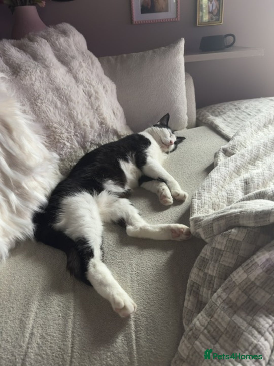 Domestic Shorthair cats for sale: Female Cat - Advert 1