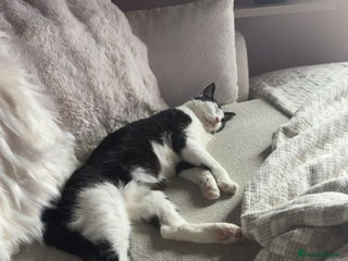 Domestic Shorthair cats - Advert 8