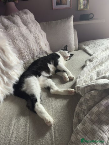 Domestic Shorthair cats - Advert 3