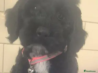 Cockapoo dogs F1 SHOW extensively health tested cockerpoo - Advert 6
