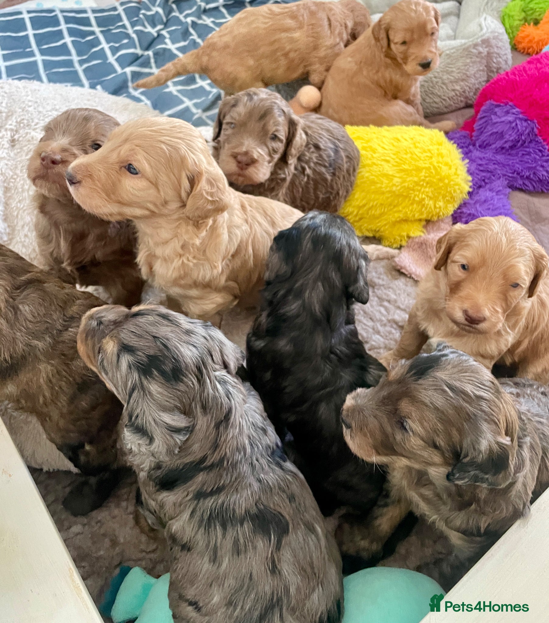 Double Doodle dogs Supreme Double Doodles - striking and unique coats - Advert 1