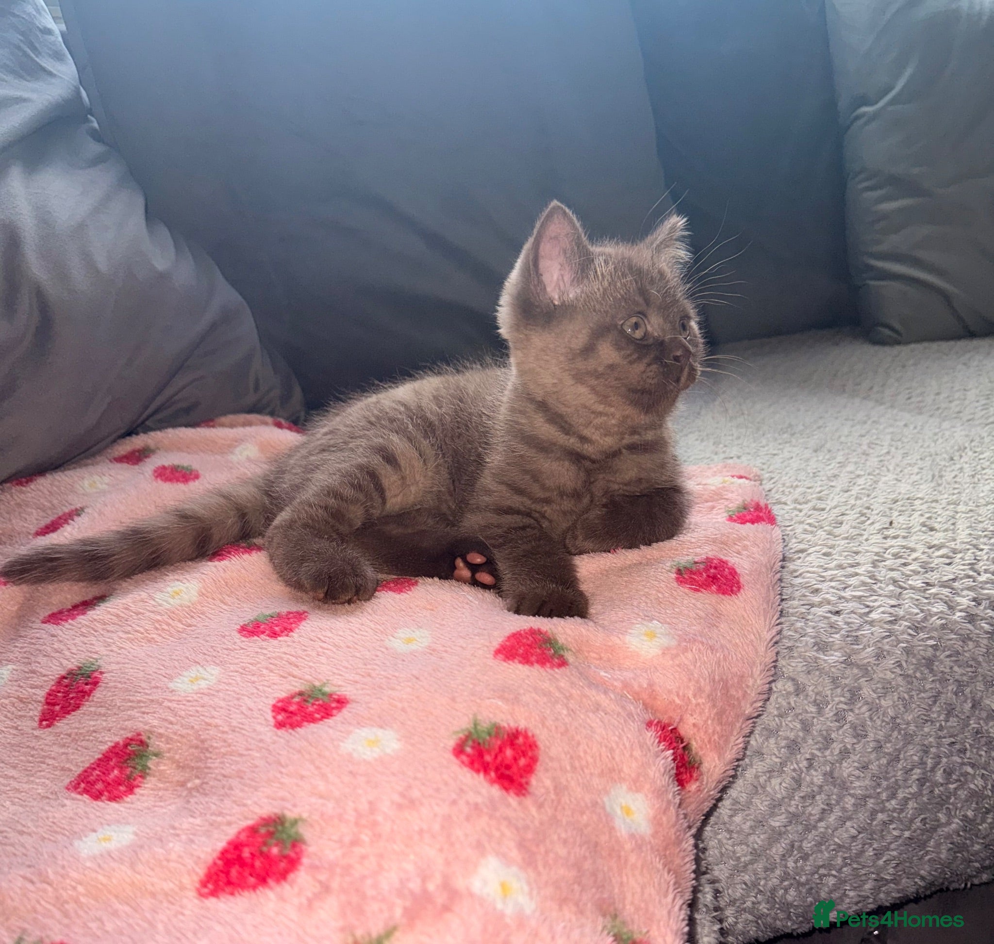 British Shorthair cats GCCF REGISTERED BRITISH SHORTHAIRS  - Advert 2