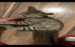 Mixed Breed cats for sale: Crossed BENGALS  - Image 33
