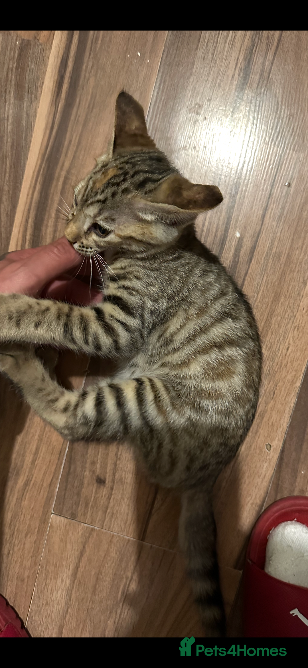 Mixed Breed cats for sale: Crossed BENGALS  - Image 33