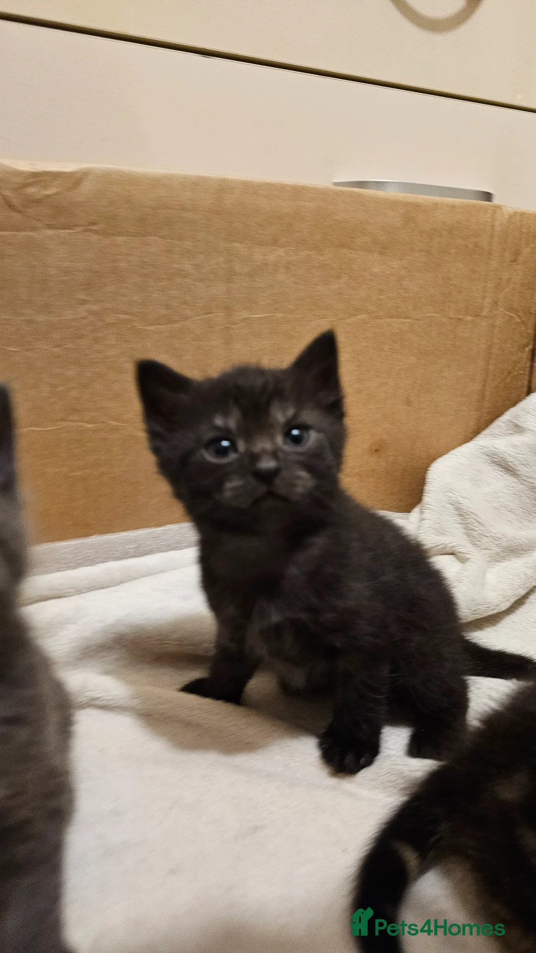 Mixed Breed cats for sale: Mixed Gray British Shorthair kittens 🩶 - Advert 2