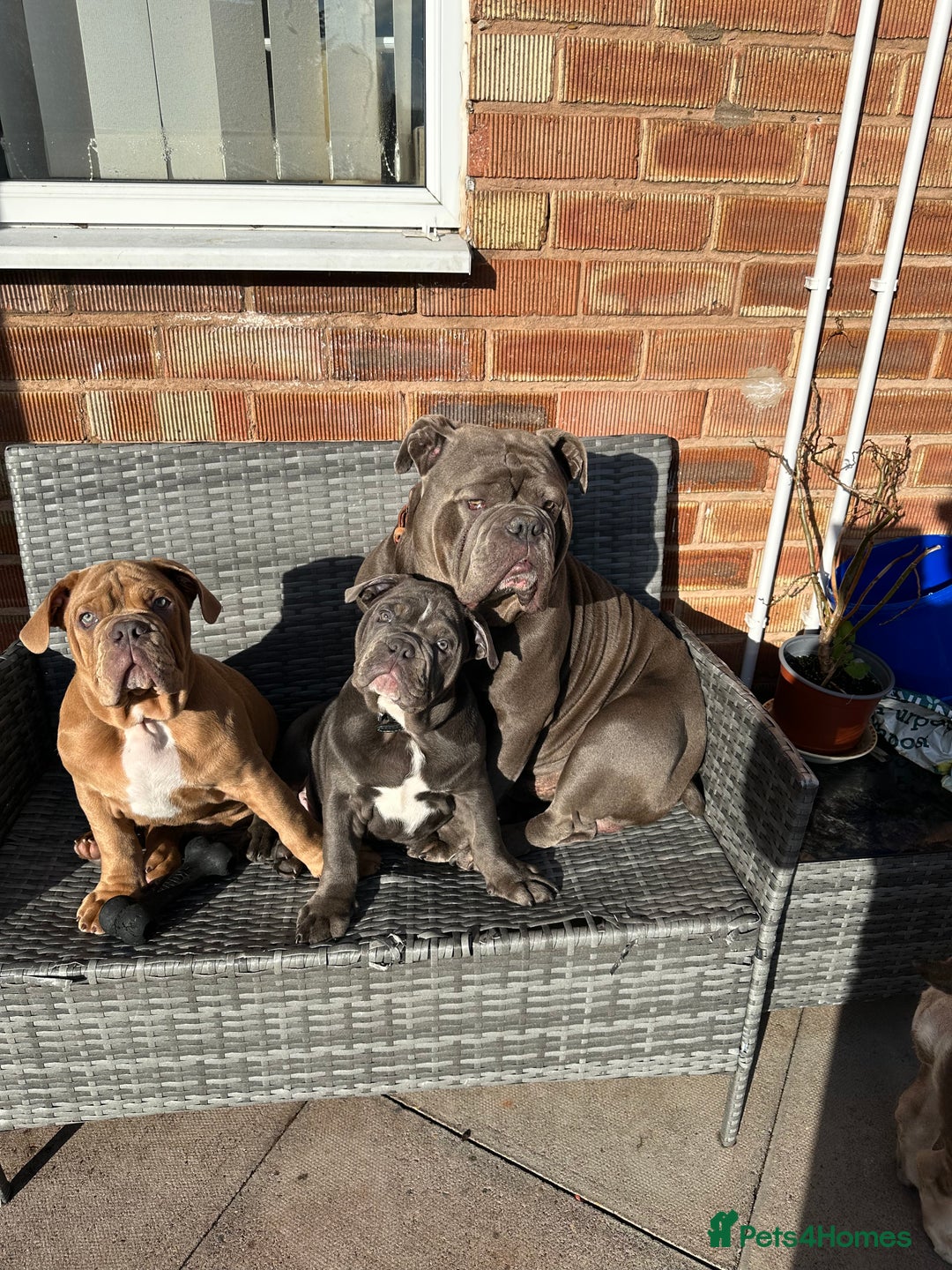 Olde English Bulldogge dogs for sale: 2 male gorgeous olde English Bulldogs - Advert 7