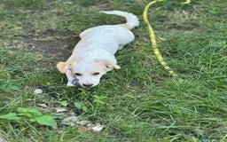 Mixed Breed dogs for adoption: SNOOPYBOLT, a handsome puppy boy for a Loving Home - Image 3