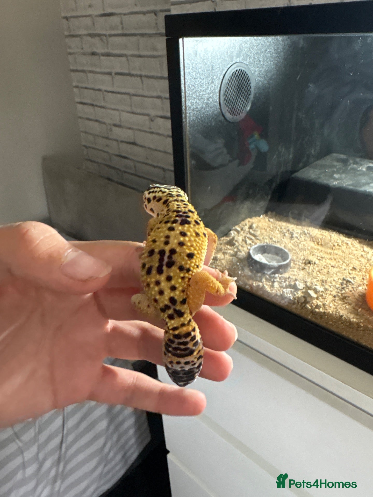Gecko reptiles Gecko  - Advert 1