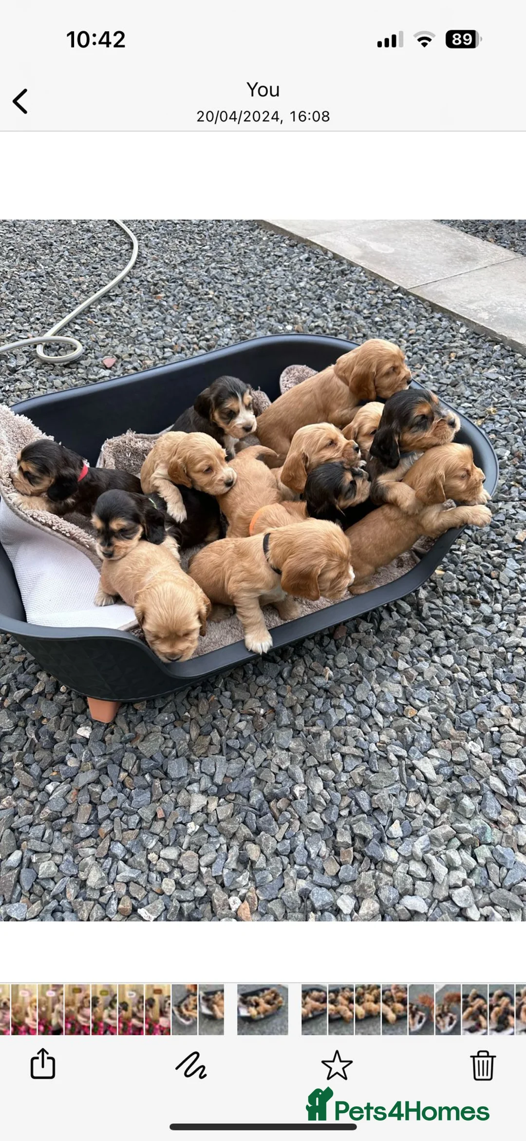 Cocker Spaniel dogs for stud: KC STUNNING SHOW COCKER (FULLY HEALTH TESTED) in Galston - Advert 4