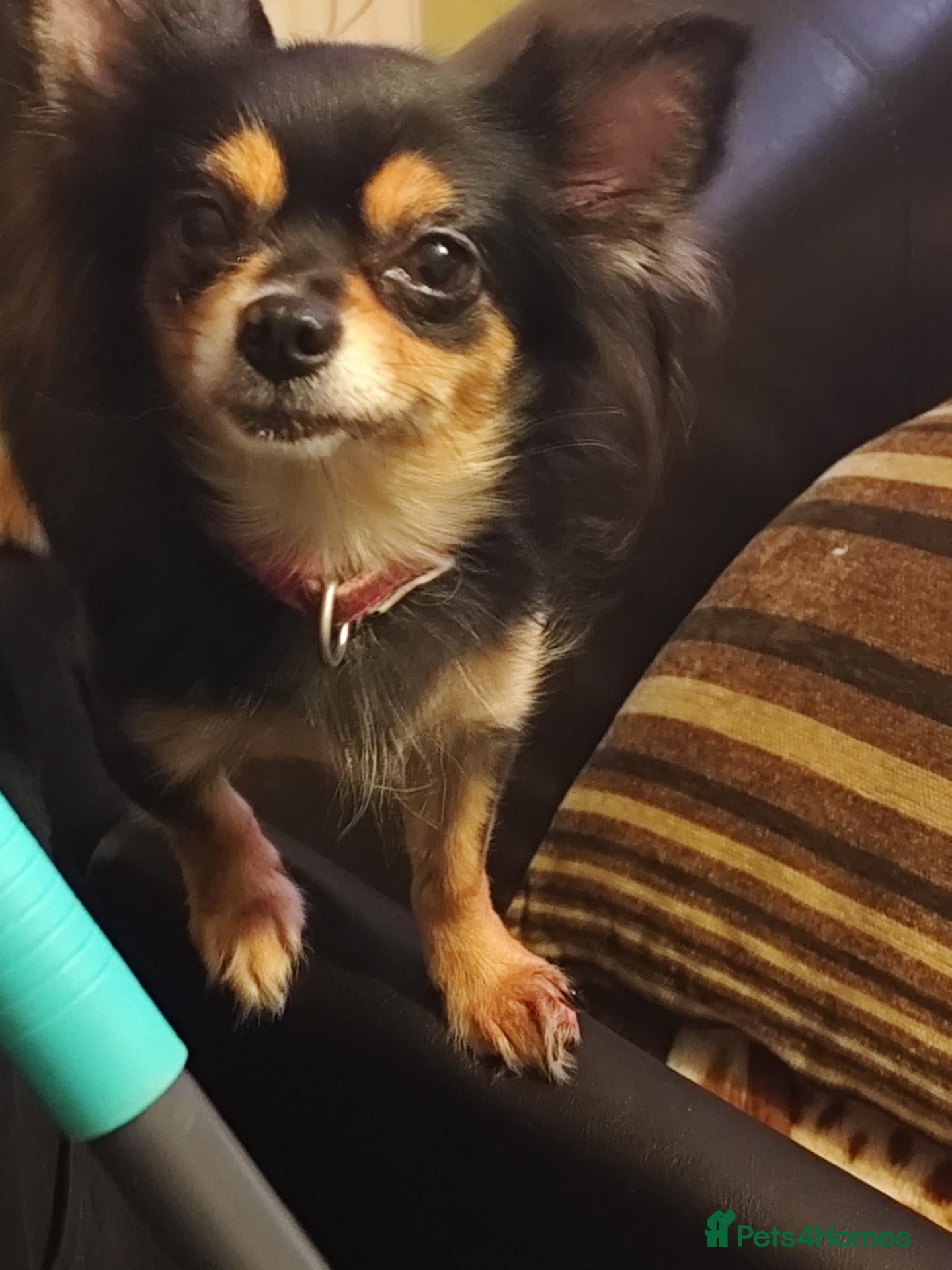 Chihuahua dogs for sale: 2x Chihuahua puppies  - Advert 6