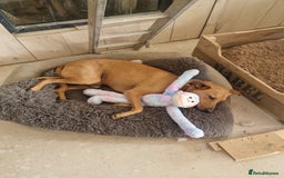 Mixed Breed dogs for adoption: Jimmy is looking for an amazing home - Image 21