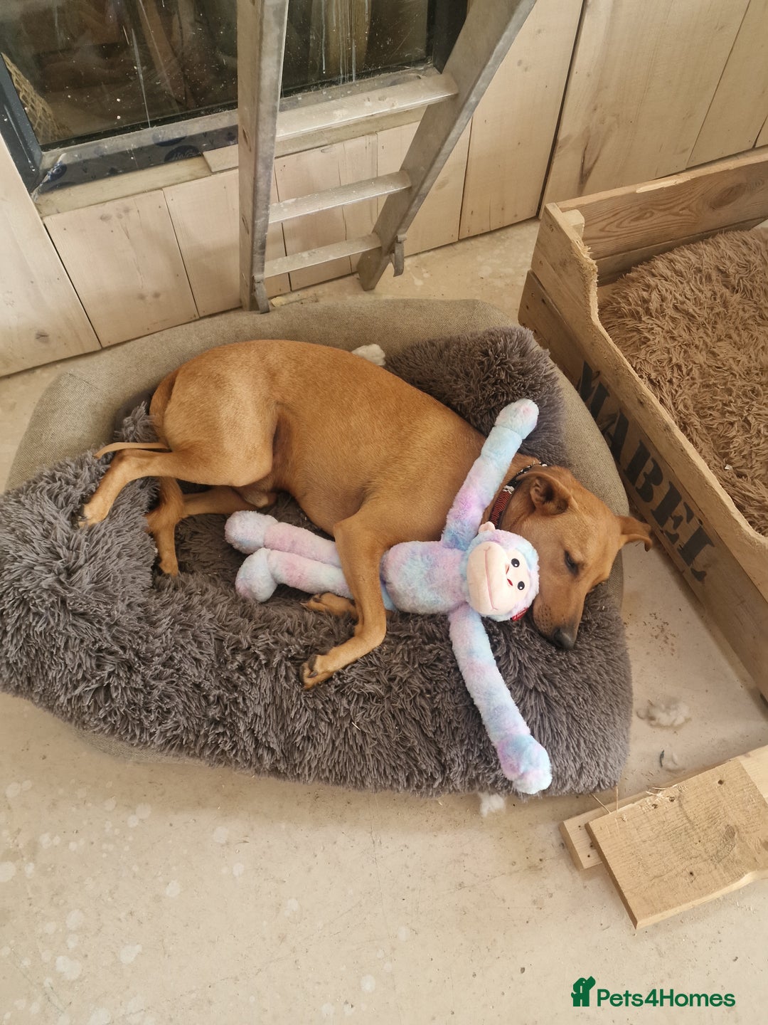 Mixed Breed dogs for adoption: Jimmy is looking for an amazing home - Image 21