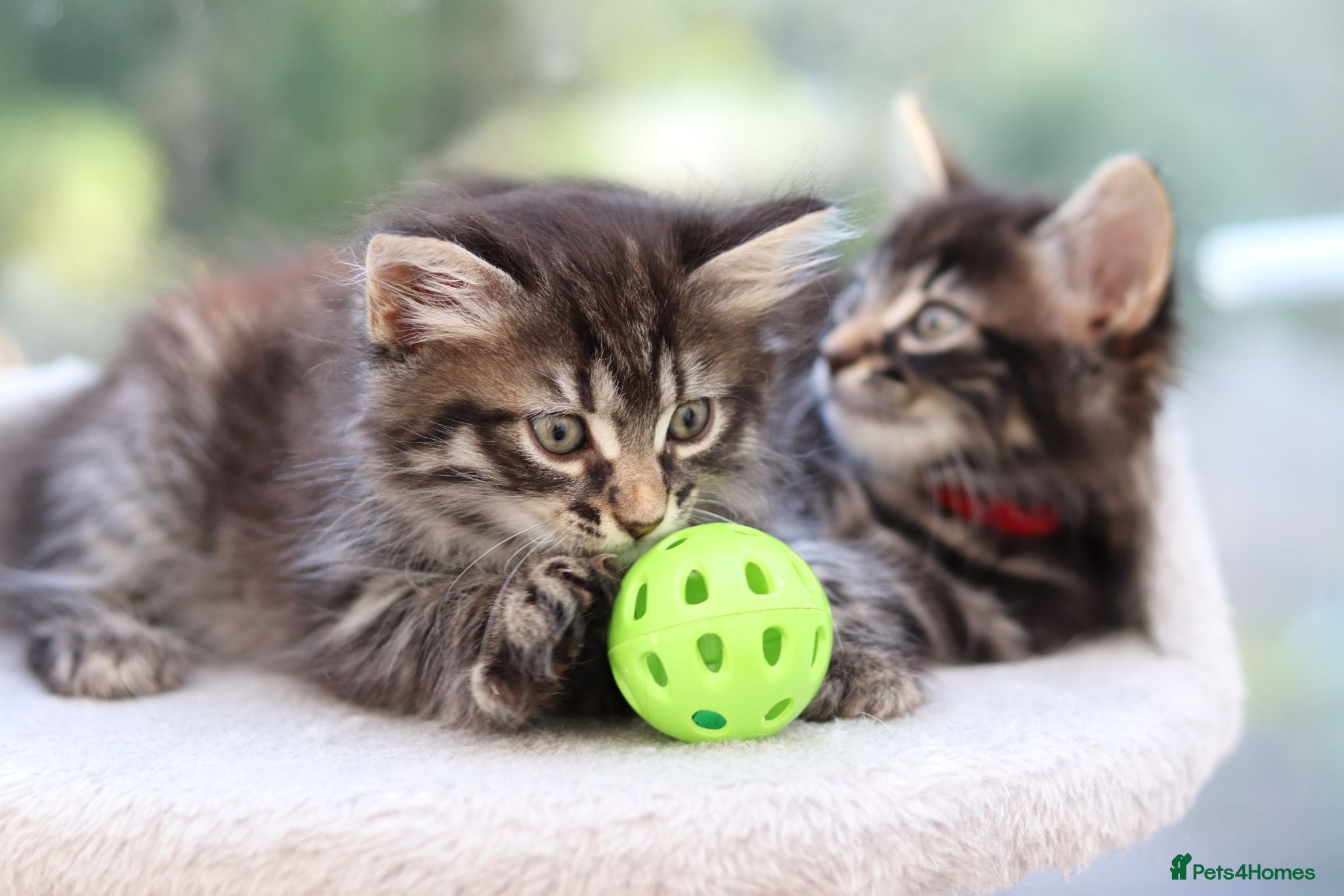 Mixed Breed cats Tabby Kittens Ready SOON - Advert 4