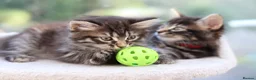 Mixed Breed cats for sale: Tabby Kittens Ready SOON - Advert 1