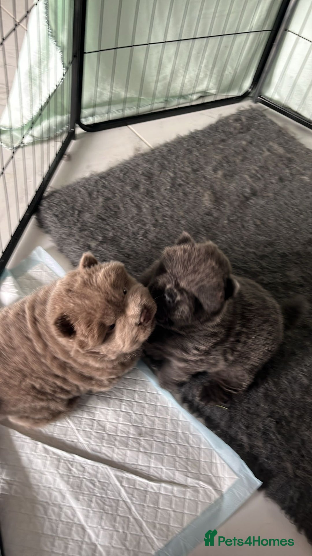 Chow Chow dogs for sale: Chow Chow puppy (top blood lines) - Advert 1