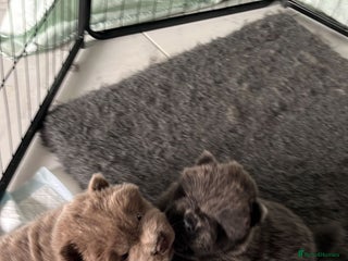 Chow Chow dogs Chow Chow puppy (top blood lines) - Advert 4