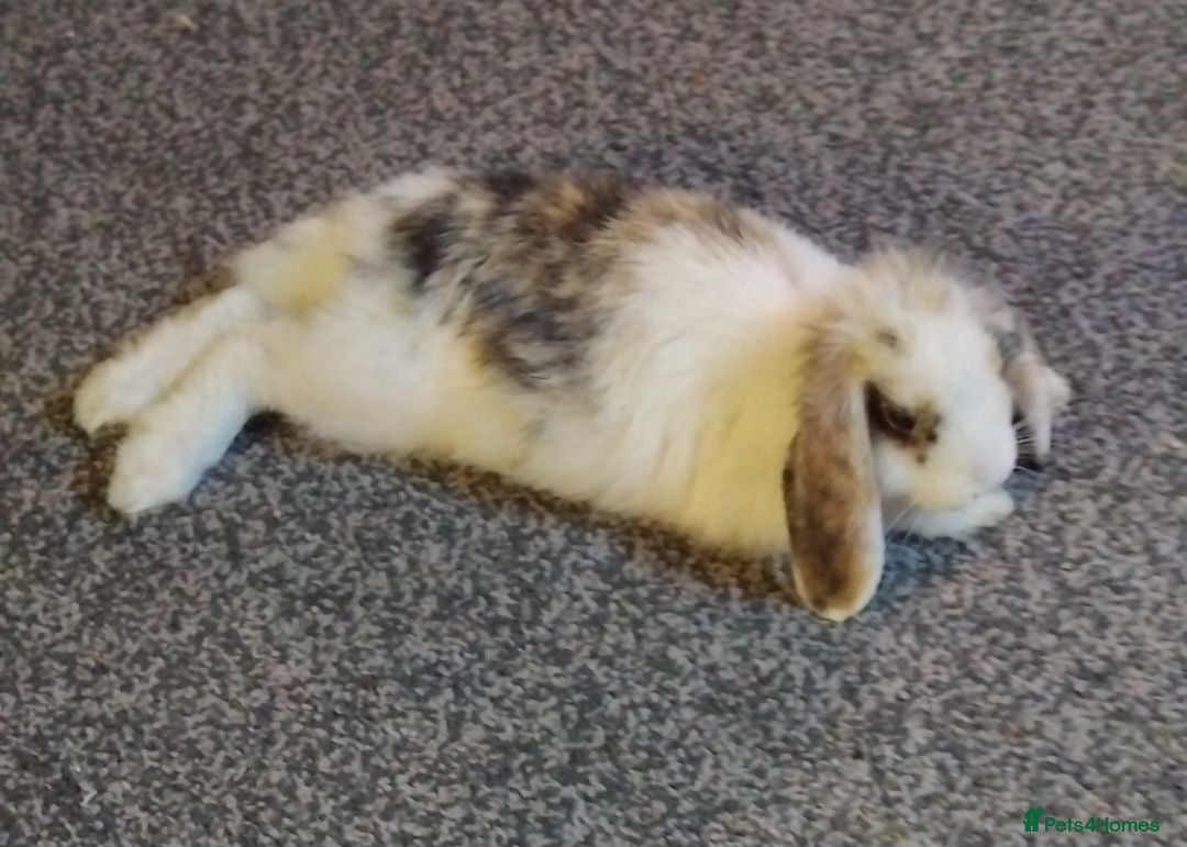 Mixed Breed rabbits 2 male rabbits  - Advert 1