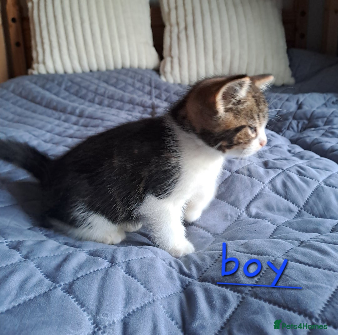 Domestic Shorthair cats for sale: 3 gorgeous kittens for sale - Advert 7
