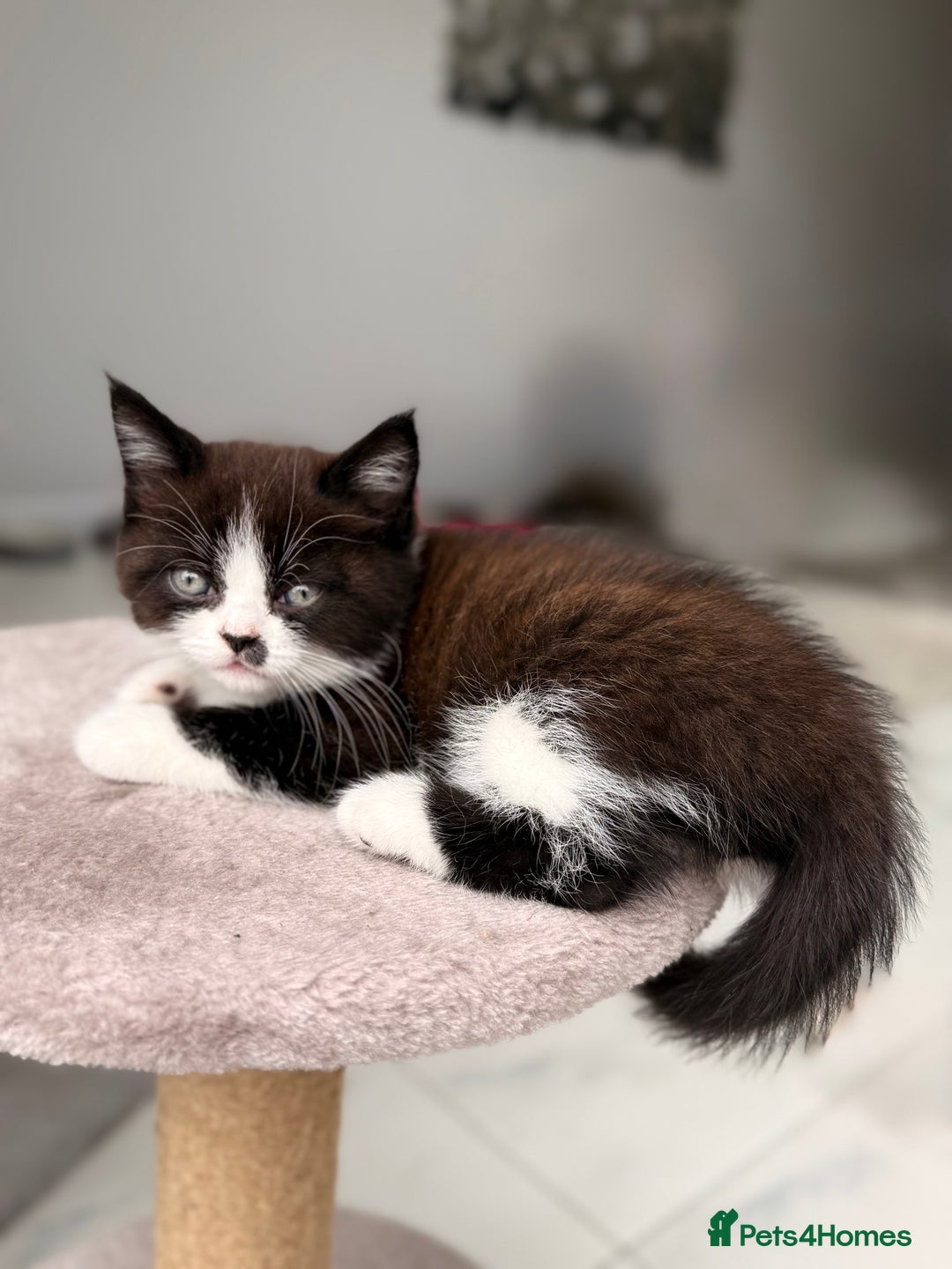 Persian cats for sale: Half Persian male  - Image 16