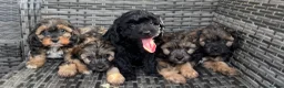 Cavapoo dogs for sale: Amazing coloured fi cavapoo health tested parents  - Advert 10