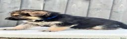 German Shepherd dogs for sale: STUNNING GERMAN SHEPHERD PUPPIES !!!!!!!! in Ilford - Advert 8