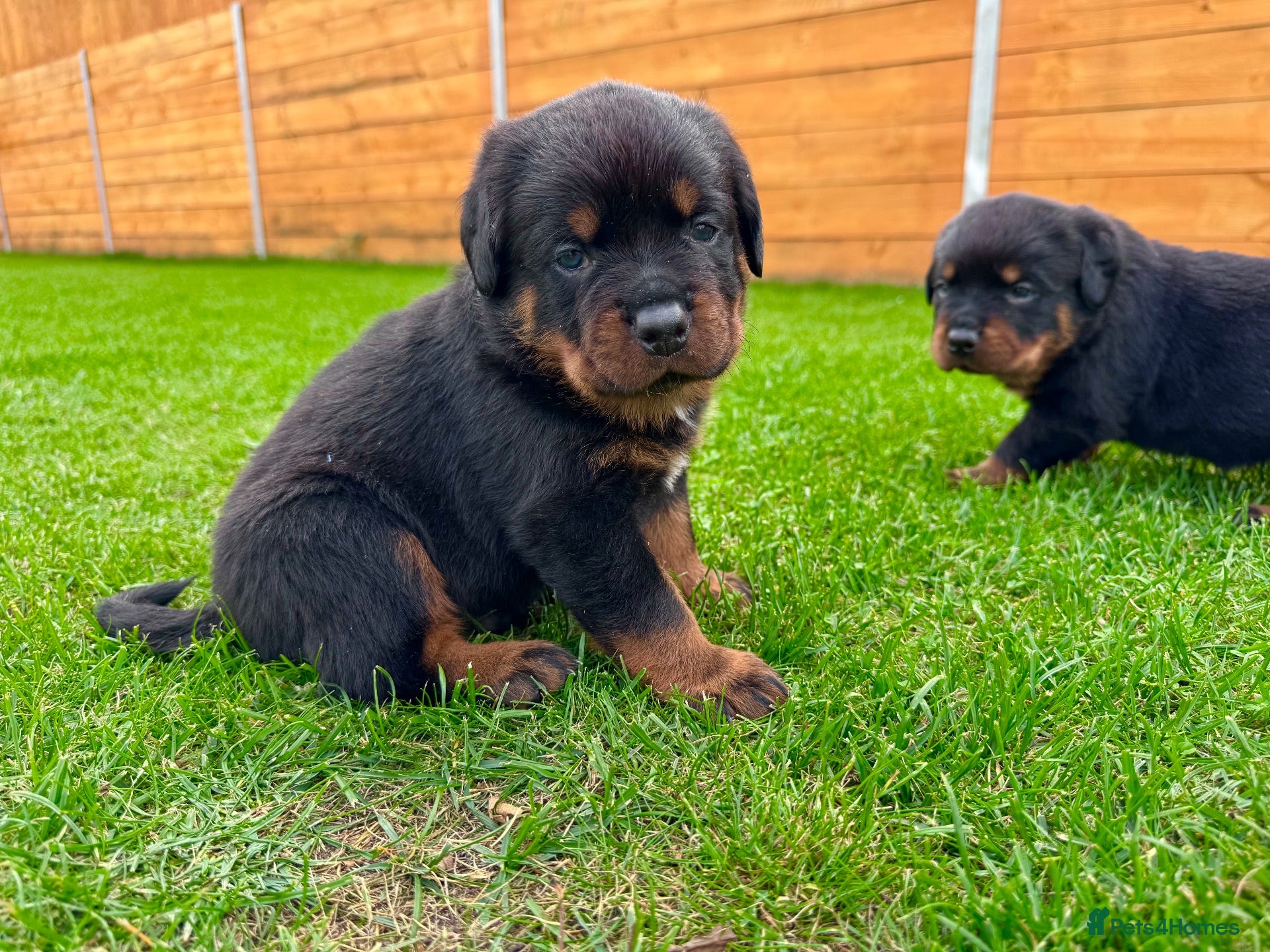 Rottweiler dogs KC Registered German Line Rottweiler Puppies 🐾🐾 - Advert 2