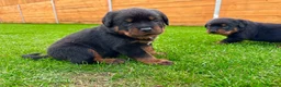 Rottweiler dogs for sale: KC Registered German Line Rottweiler Puppies 🐾🐾 - Advert 2