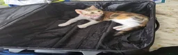 Mixed Breed cats for sale: Beautiful female cat  - Advert 5
