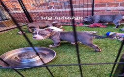 American Bully dogs for sale: Blue & lilac tri pocket bully’s  - Image 13
