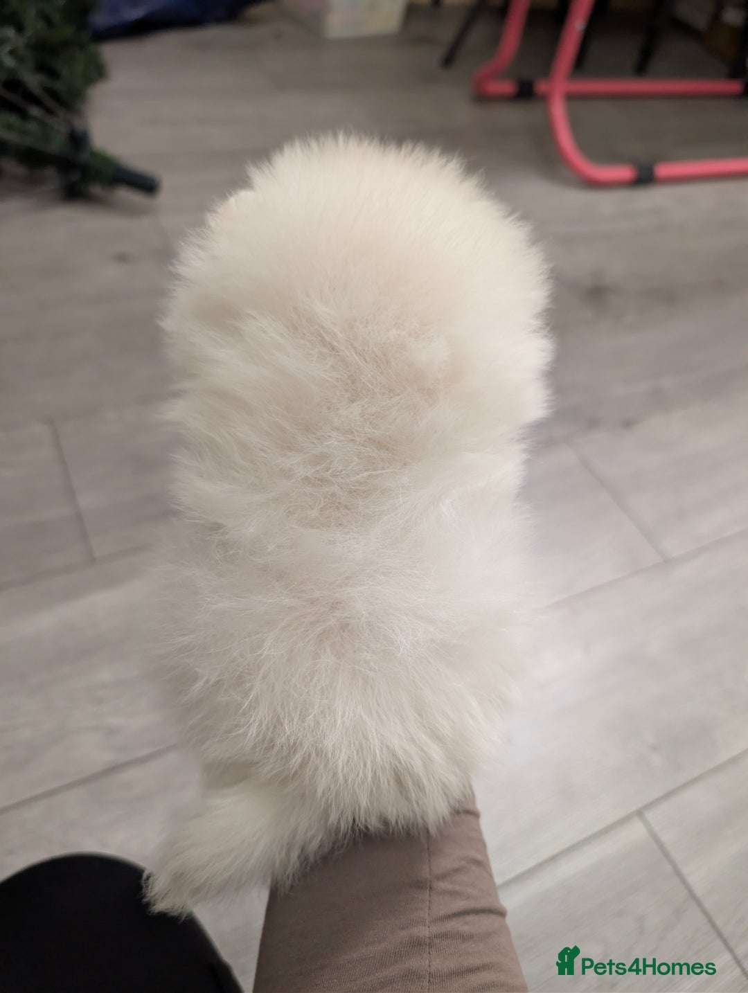 Pomeranian dogs for sale: Beautiful tiny Pomeranian girls  ONE LEFT  - Advert 38