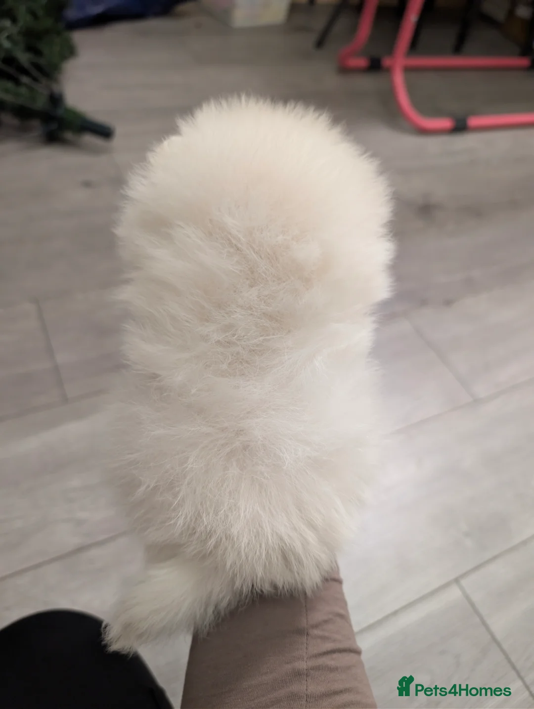 Pomeranian dogs for sale: Beautiful tiny Pomeranian girls  ONE LEFT  - Advert 39