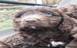 Cockapoo dogs for sale: Toy show Cockapoo pups waiting list now open ! - Image 5