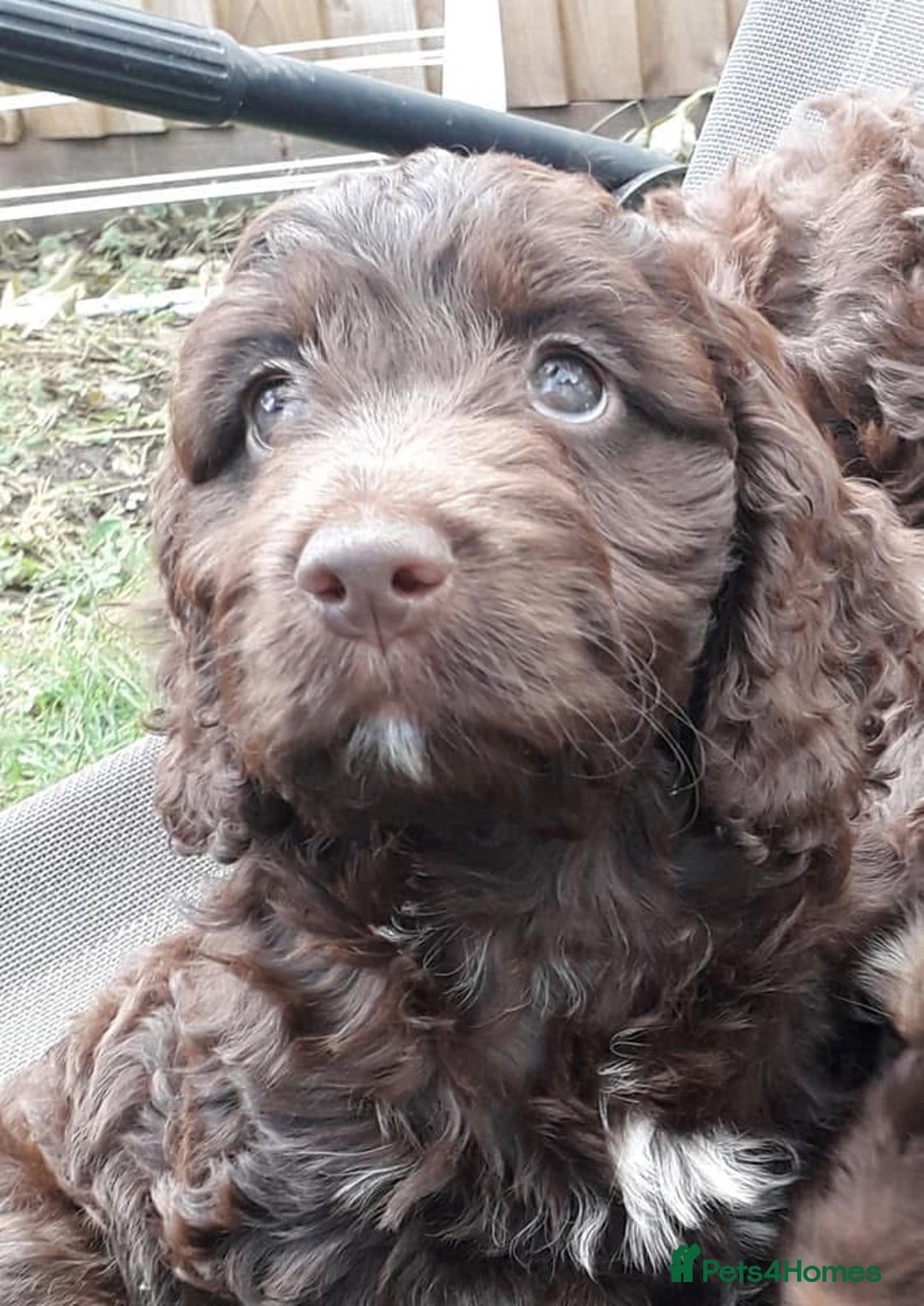 Cockapoo dogs for sale: Toy show Cockapoo pups waiting list now open ! - Image 5